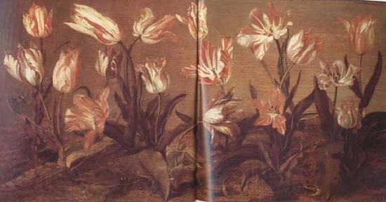 Jacob Gerritsz Cuyp Tulip Field (mk14)